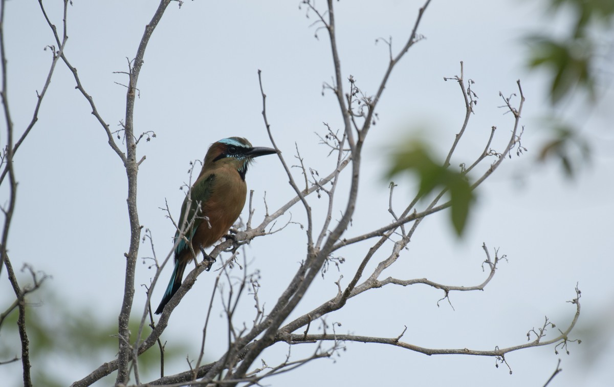 Turquoise-browed Motmot - ML642393942
