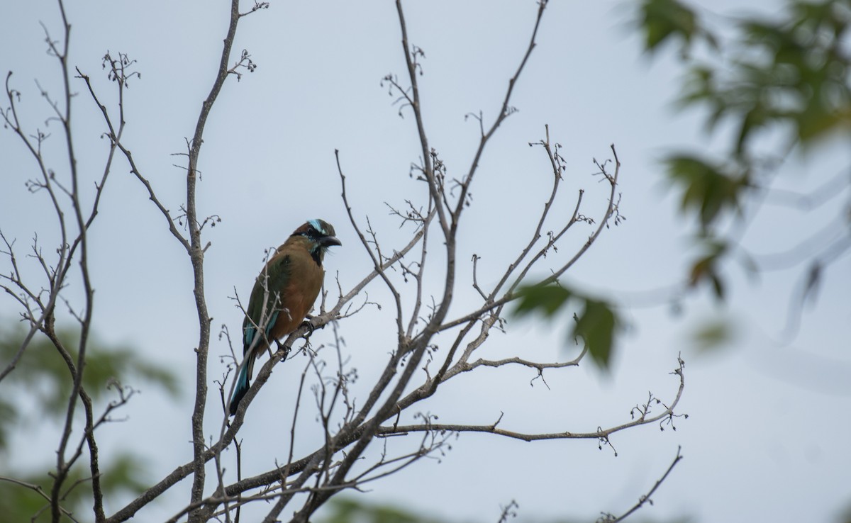 Turquoise-browed Motmot - ML642393952