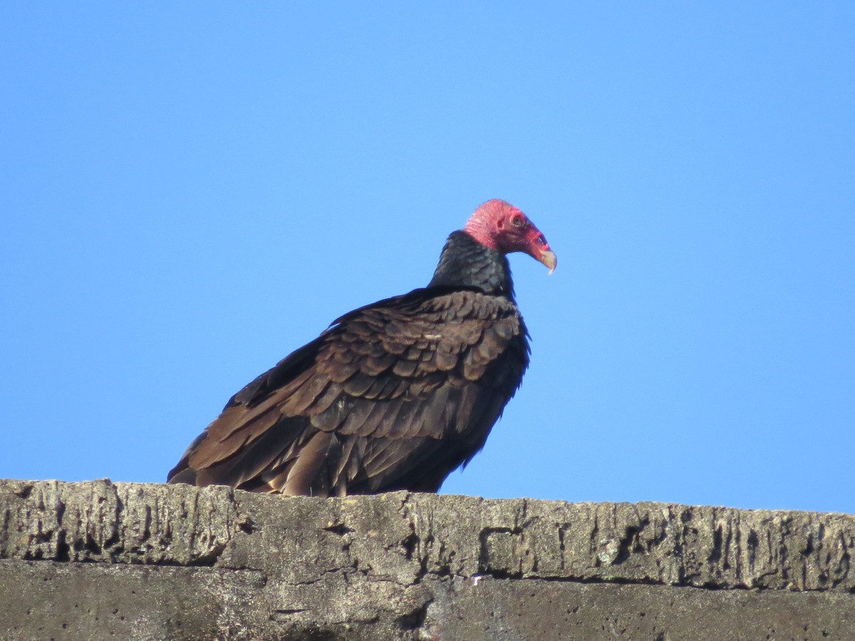Aura Gallipavo - ML642393955