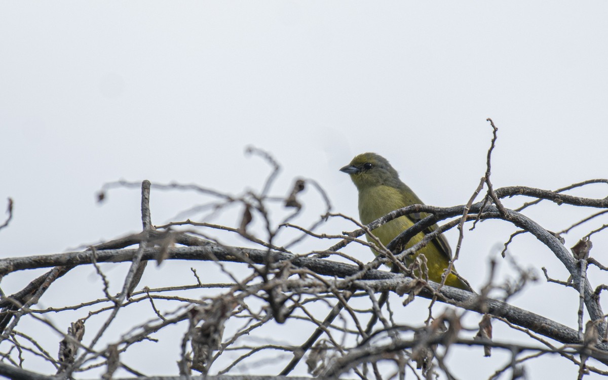 Scrub Euphonia - ML642393959