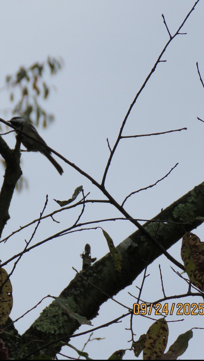 Black-capped Chickadee - ML642393962