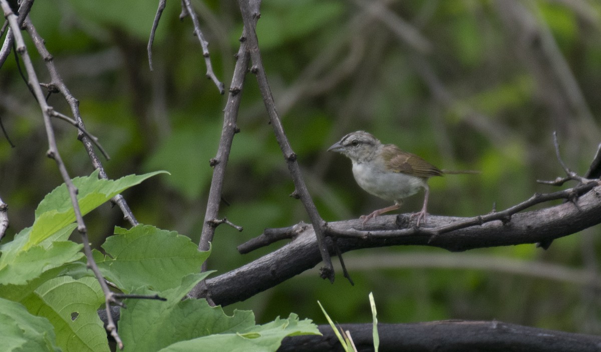 Olive Sparrow - ML642393990