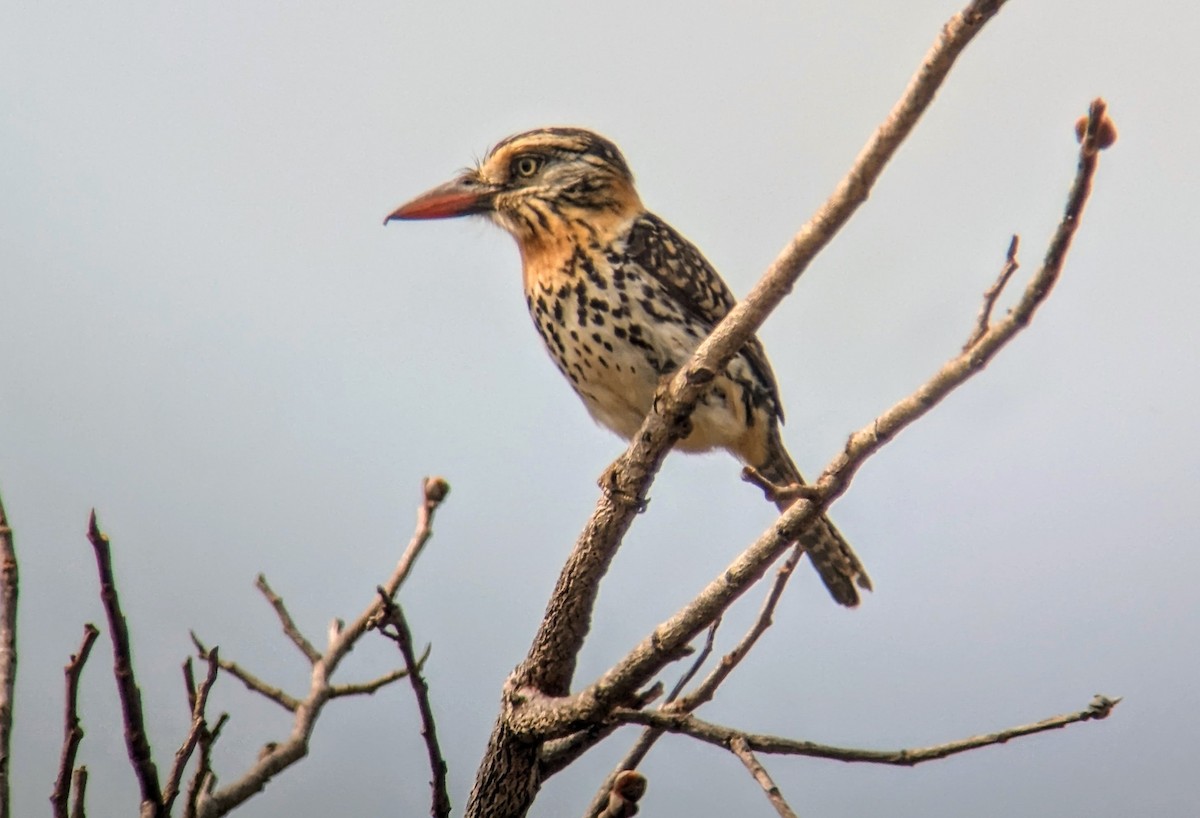Spot-backed Puffbird - ML642393991