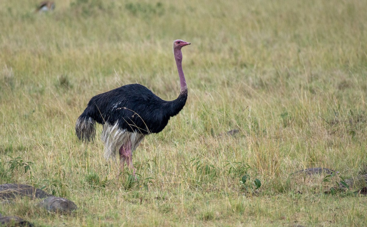 Common Ostrich - ML642393996