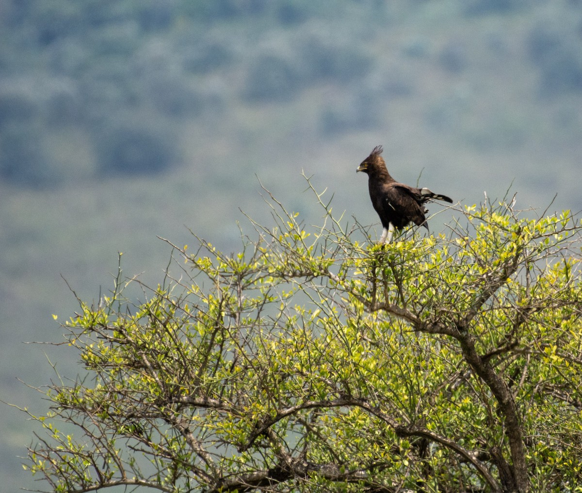 Long-crested Eagle - ML642394022