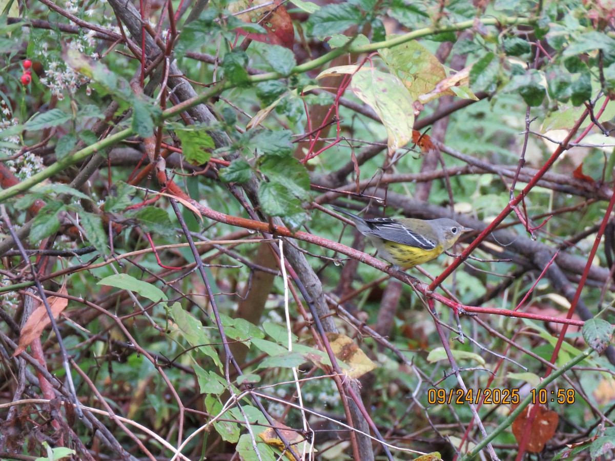 Magnolia Warbler - ML642394048