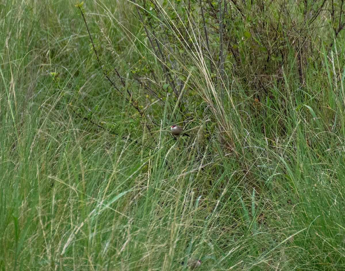 Common Waxbill - ML642394051
