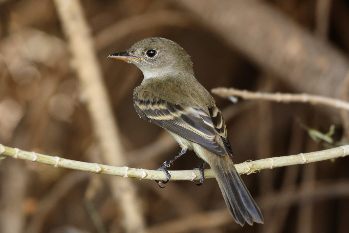 Willow Flycatcher - ML642394054