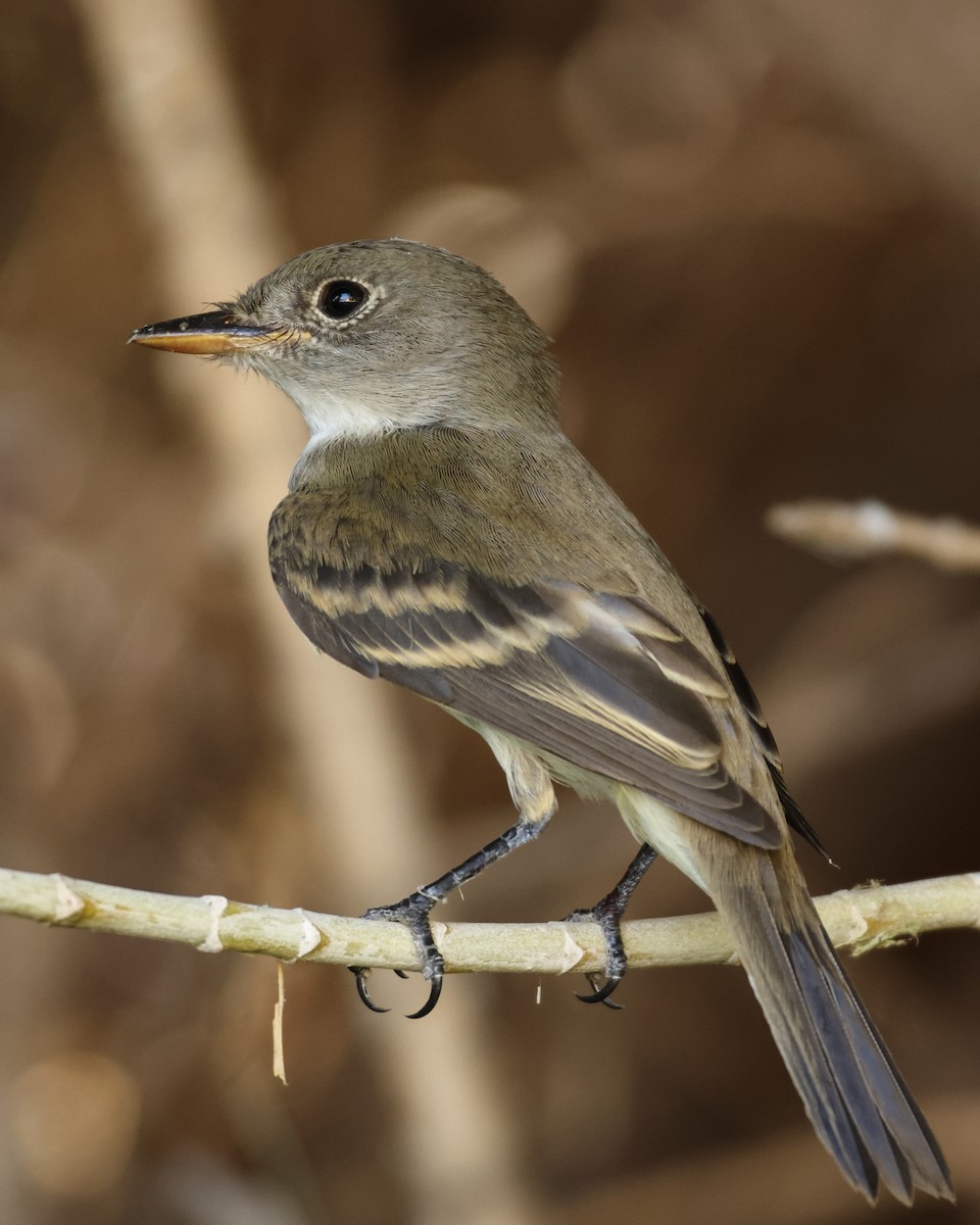Willow Flycatcher - ML642394055