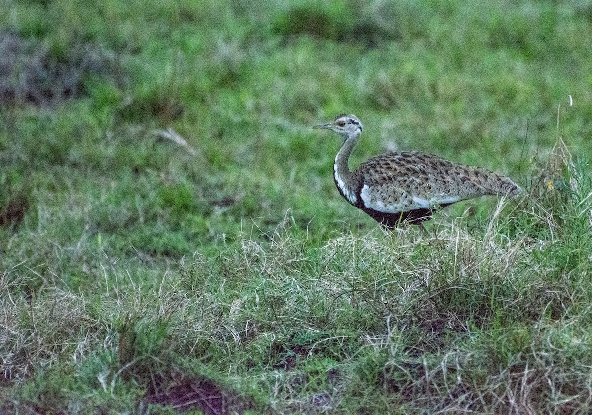 Black-bellied Bustard - ML642394077