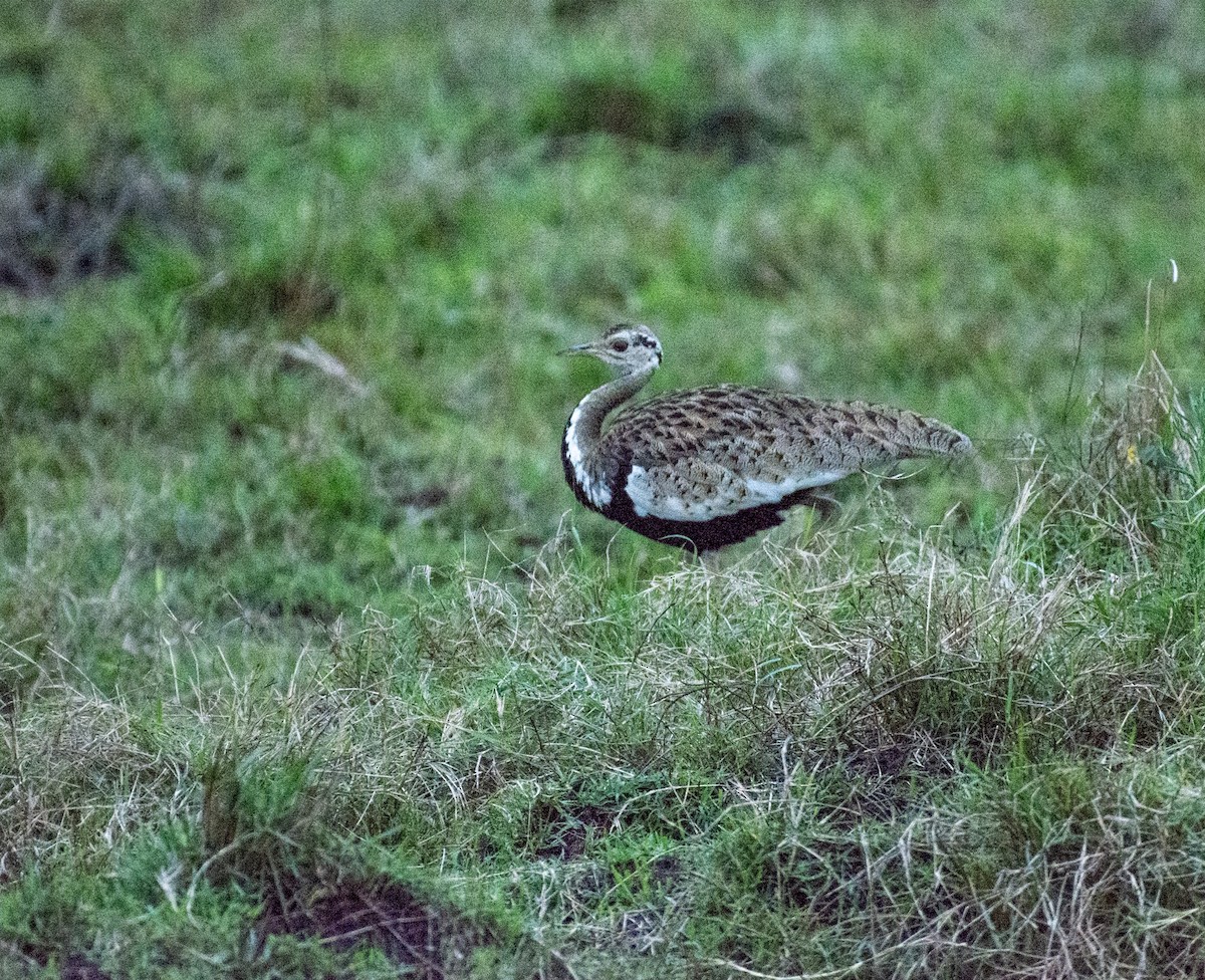 Black-bellied Bustard - ML642394078