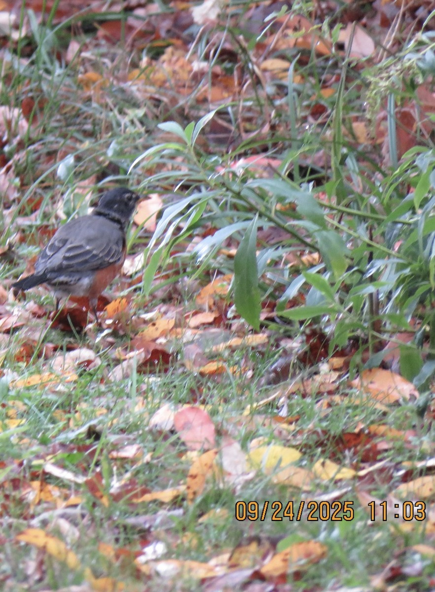 American Robin - ML642394088