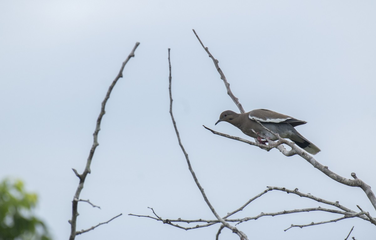 White-winged Dove - ML642394089