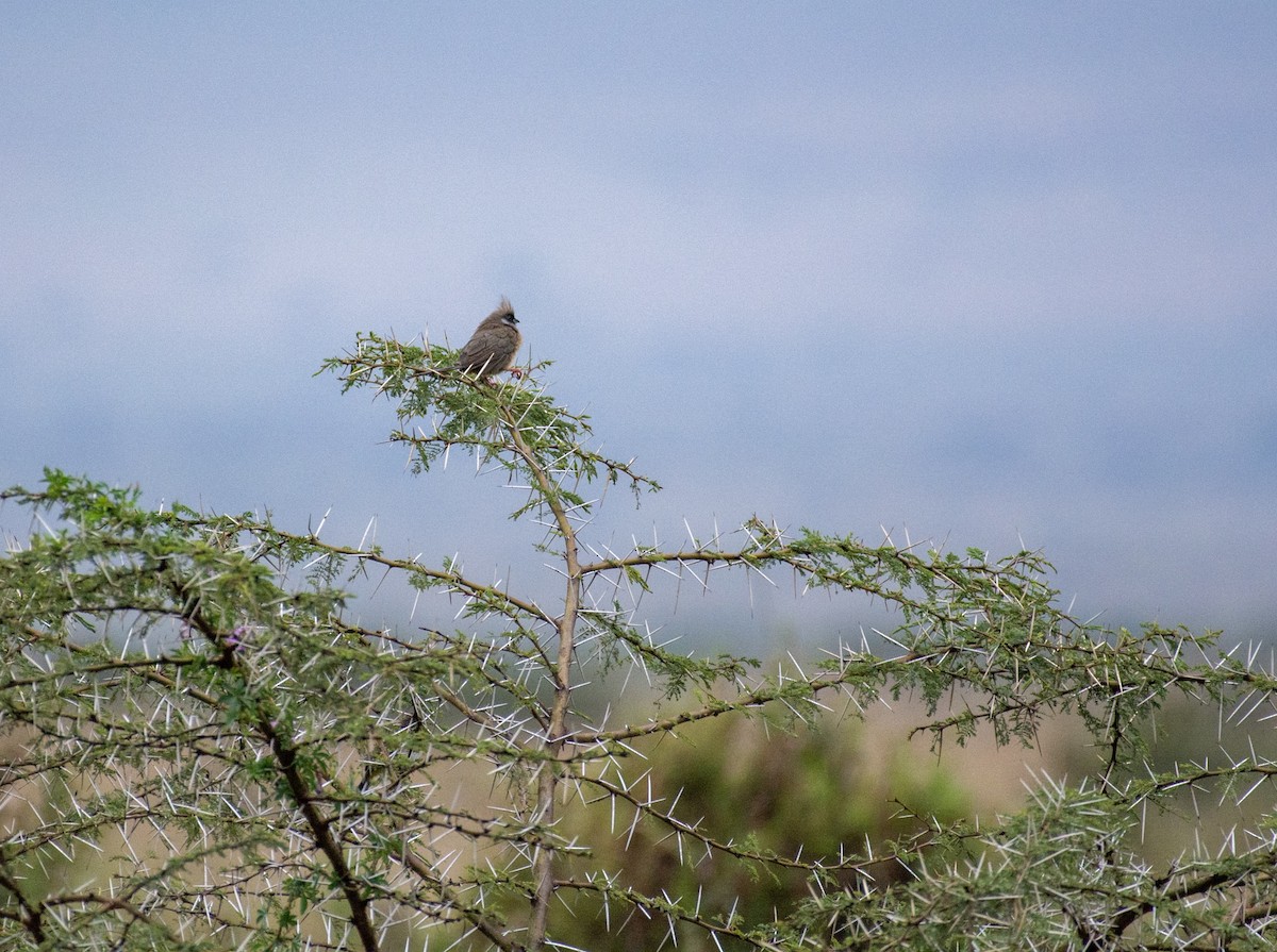 Speckled Mousebird - ML642394092
