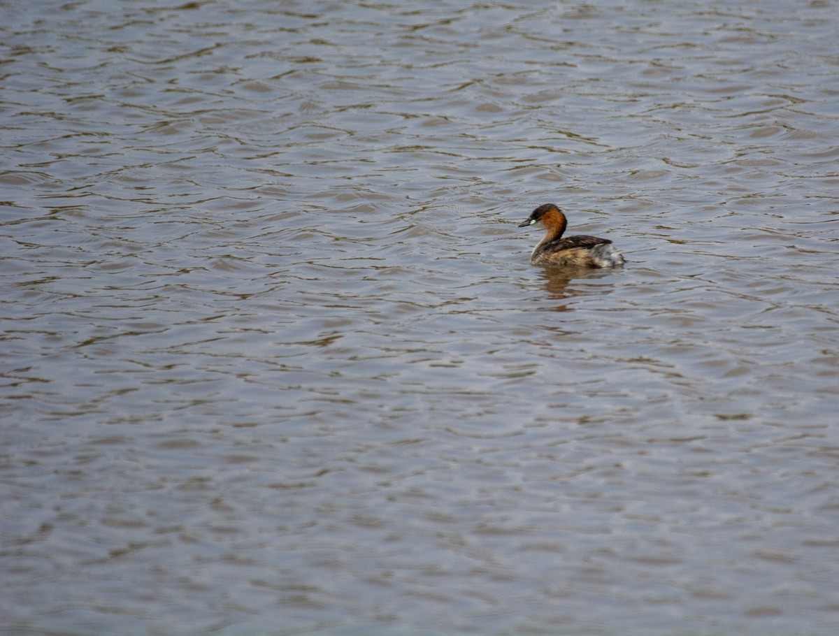 Little Grebe - ML642394108