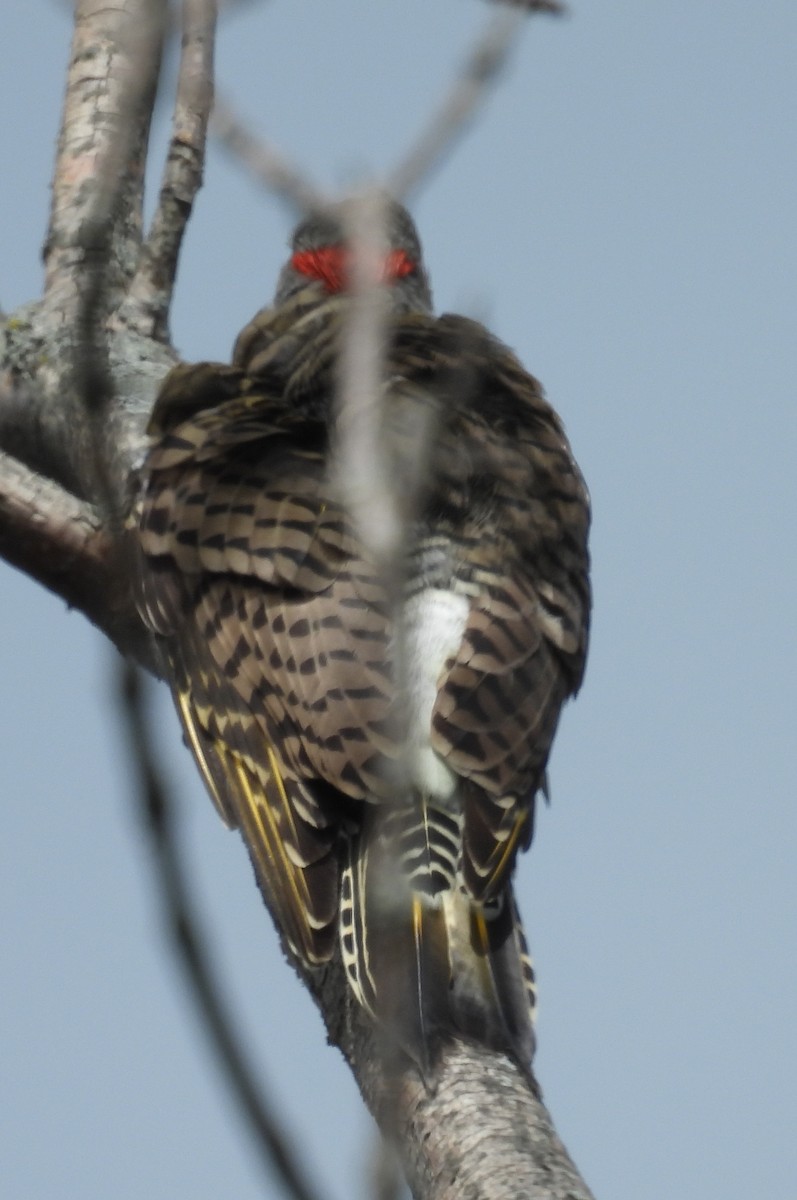 Northern Flicker (Yellow-shafted) - ML642394113