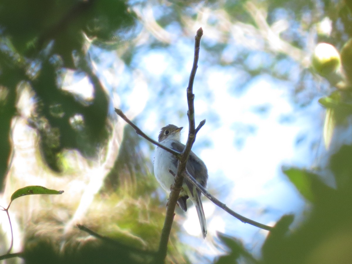 Solitario Cubano - ML642394124