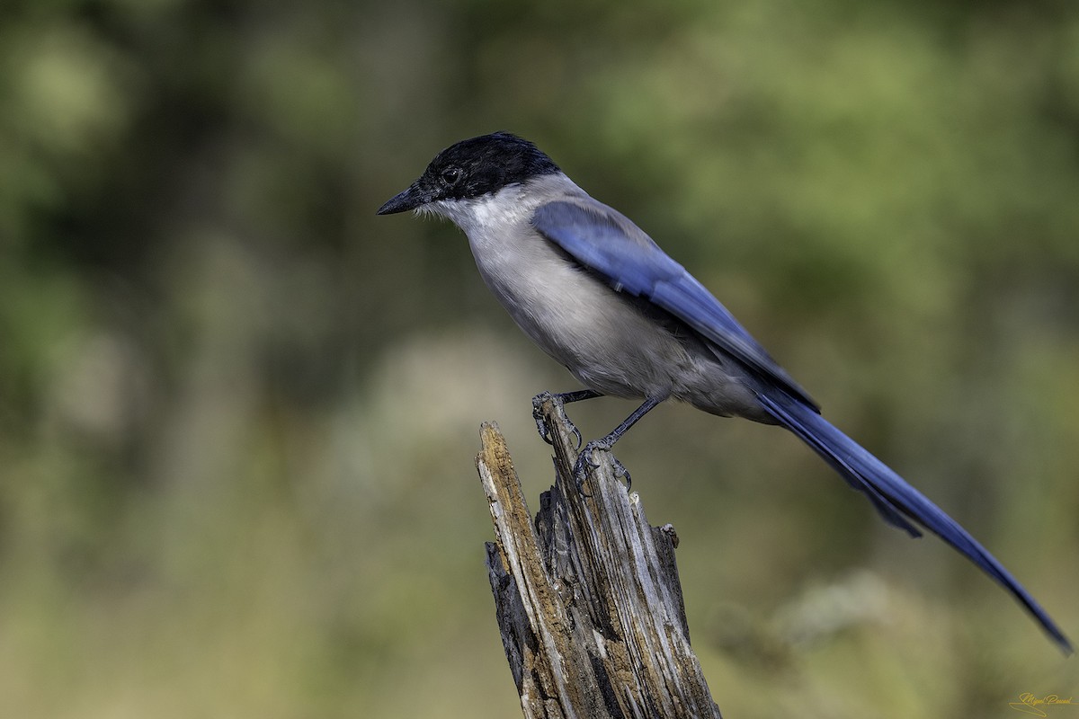 Iberian Magpie - ML642394143