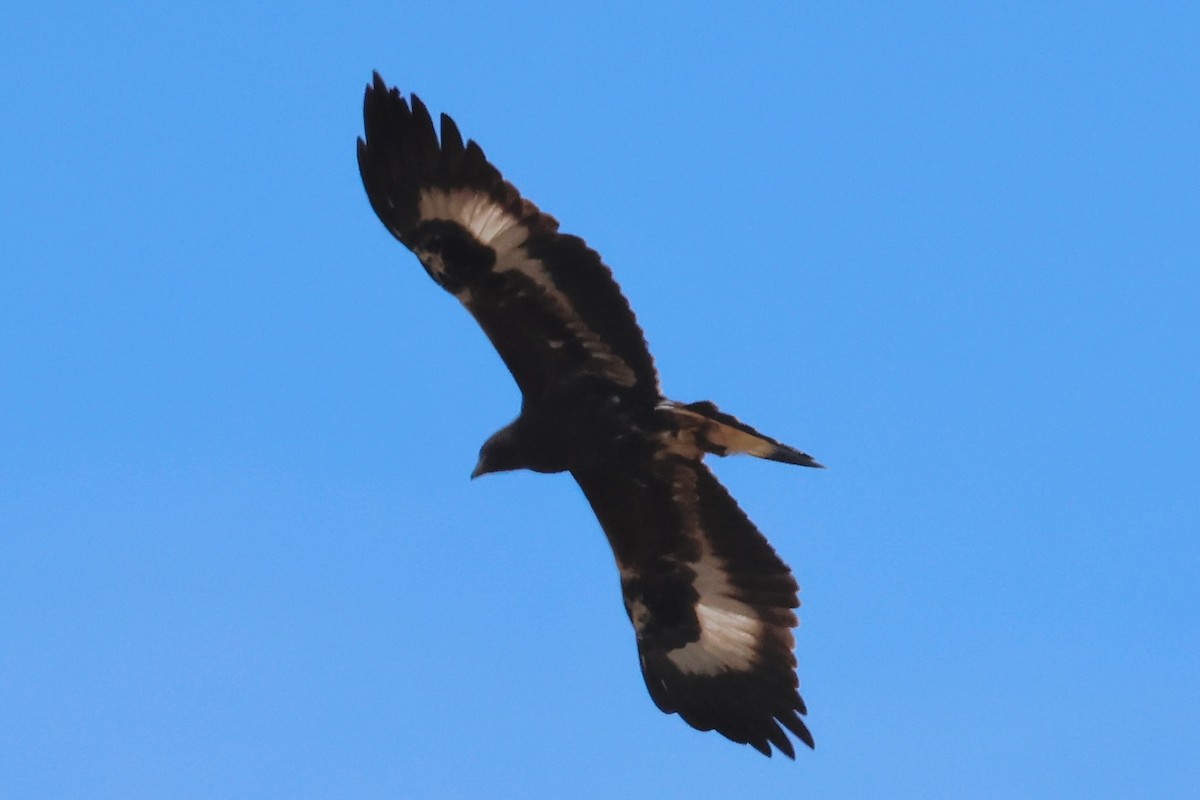 Golden Eagle - ML642394151
