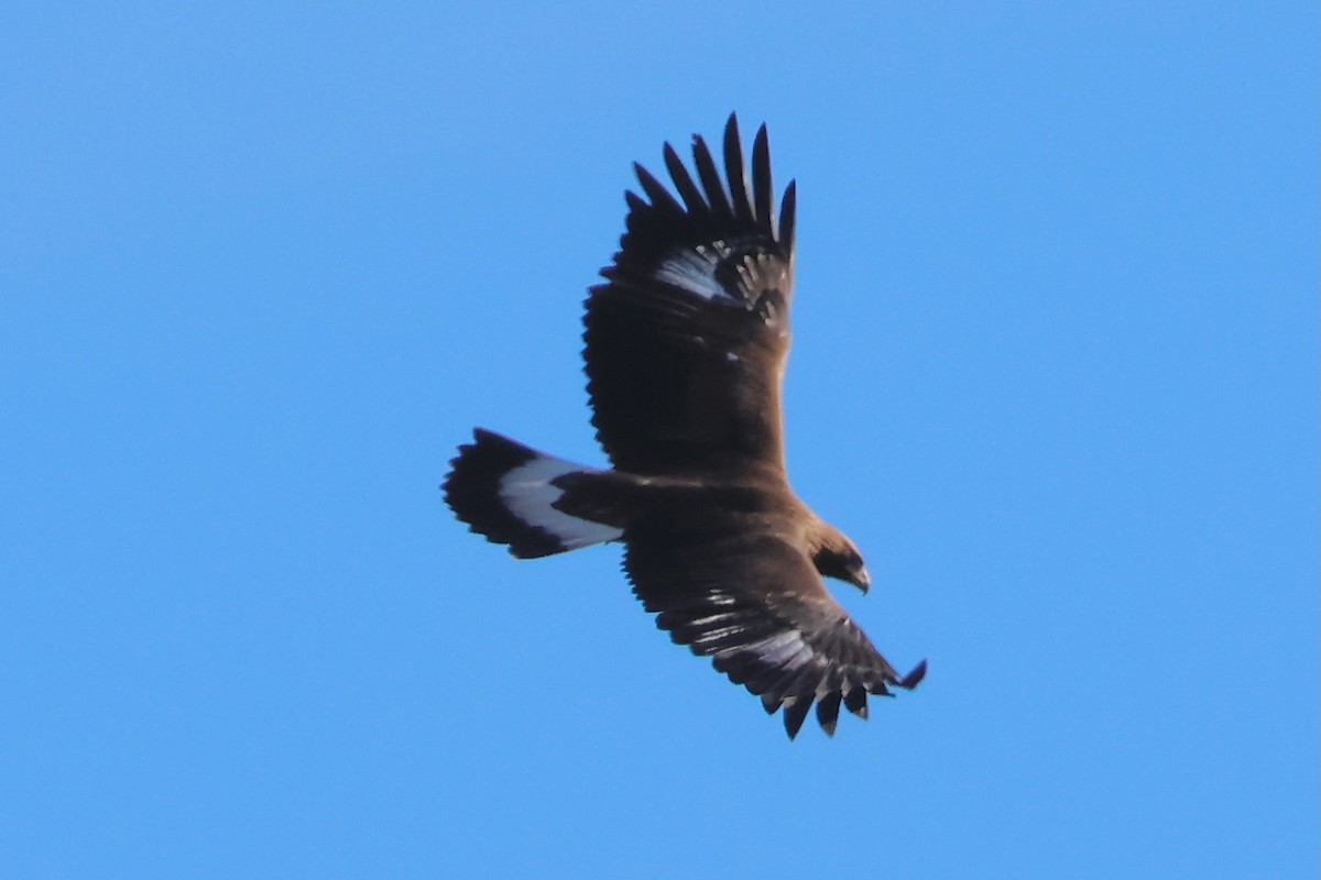 Golden Eagle - ML642394152