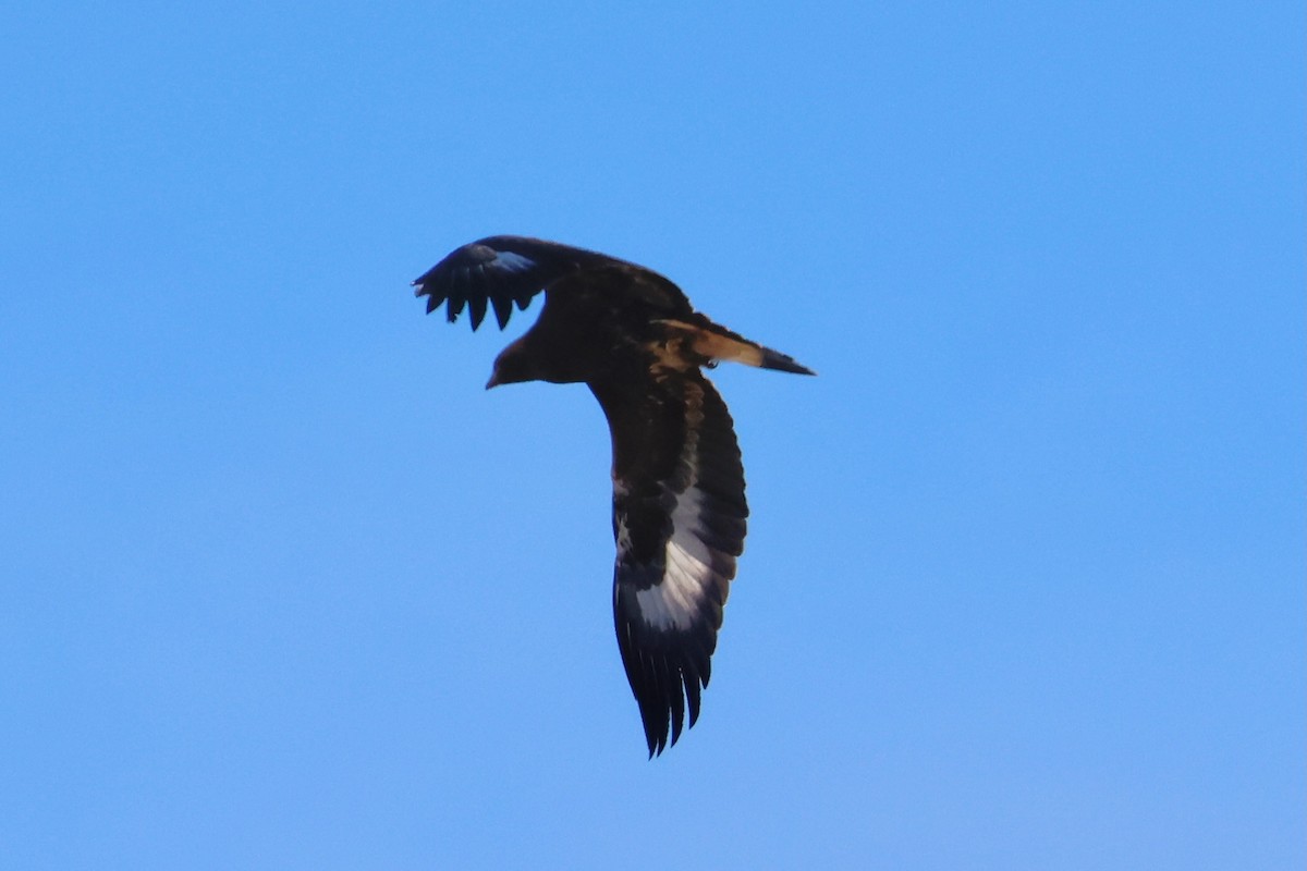 Golden Eagle - ML642394153