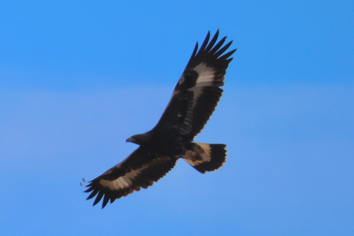 Golden Eagle - ML642394154
