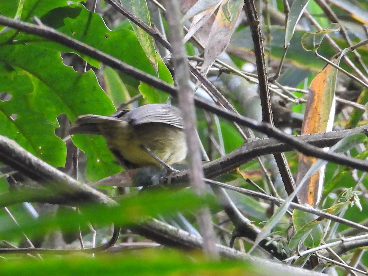Spot-breasted Antvireo - ML642394177