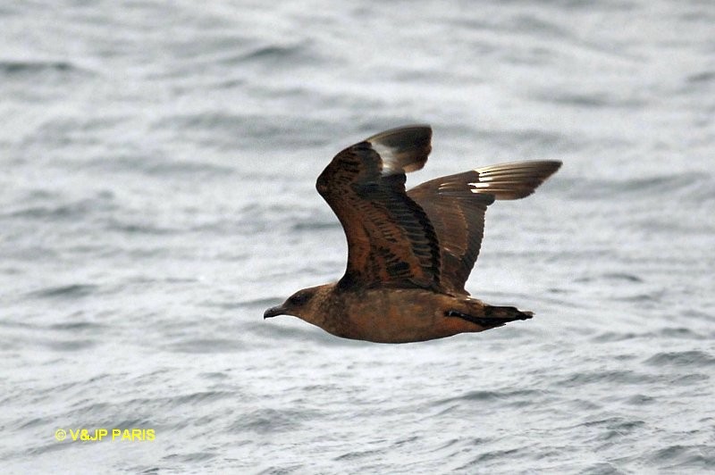 Chilean Skua - ML642394186