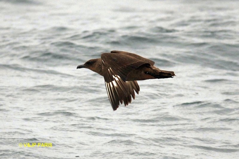 Chilean Skua - ML642394187