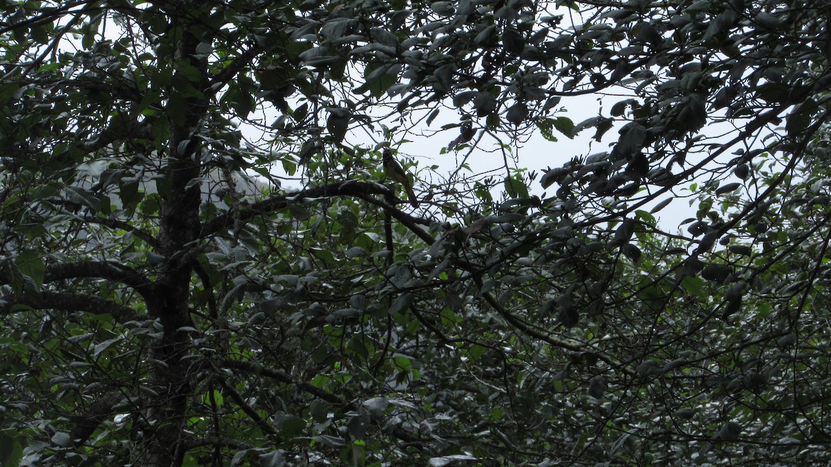 grønnskrike - ML642394188