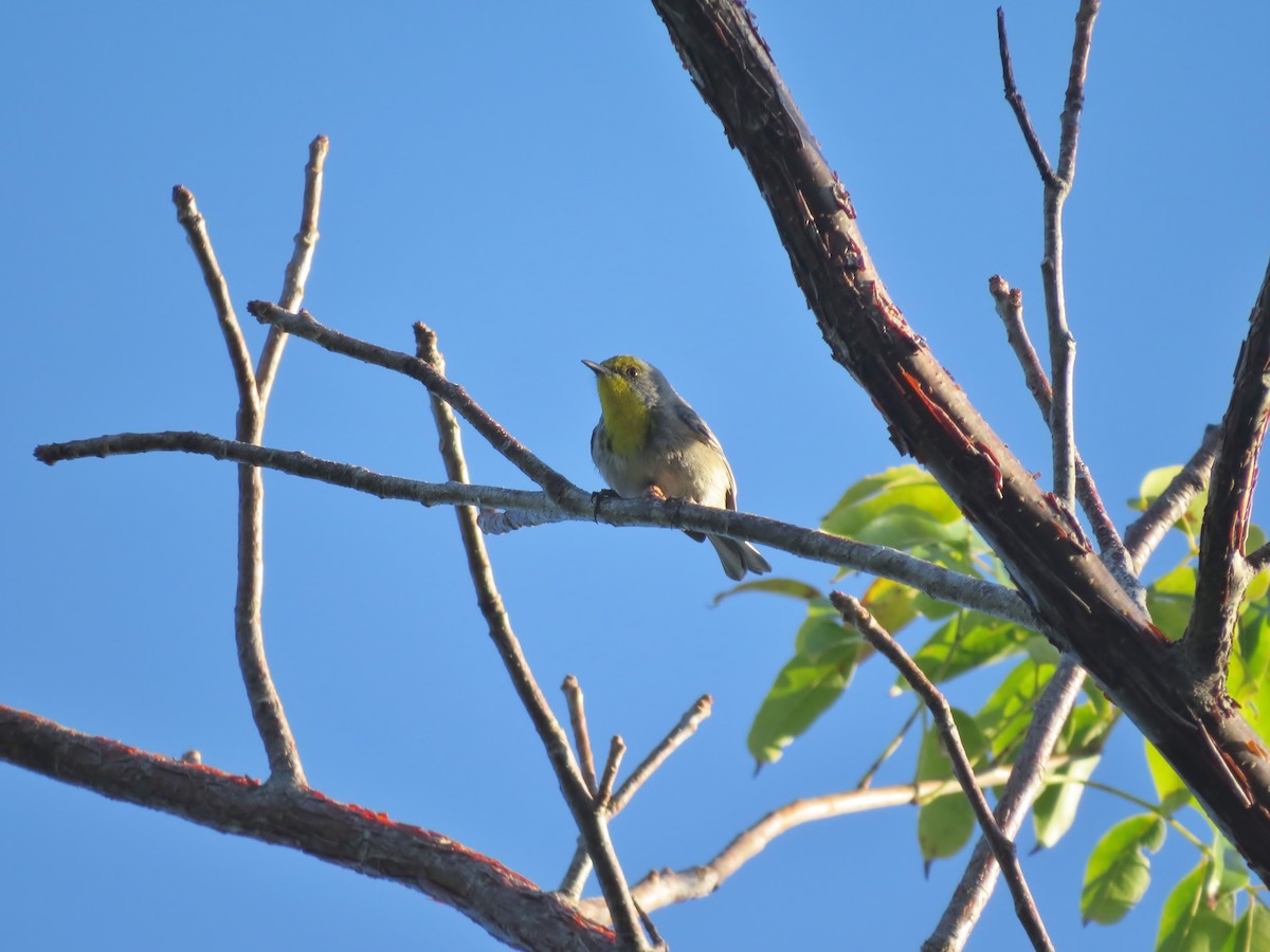 Reinita Coroniverde - ML642394201