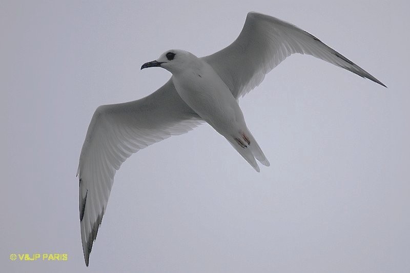 Swallow-tailed Gull - ML642394204