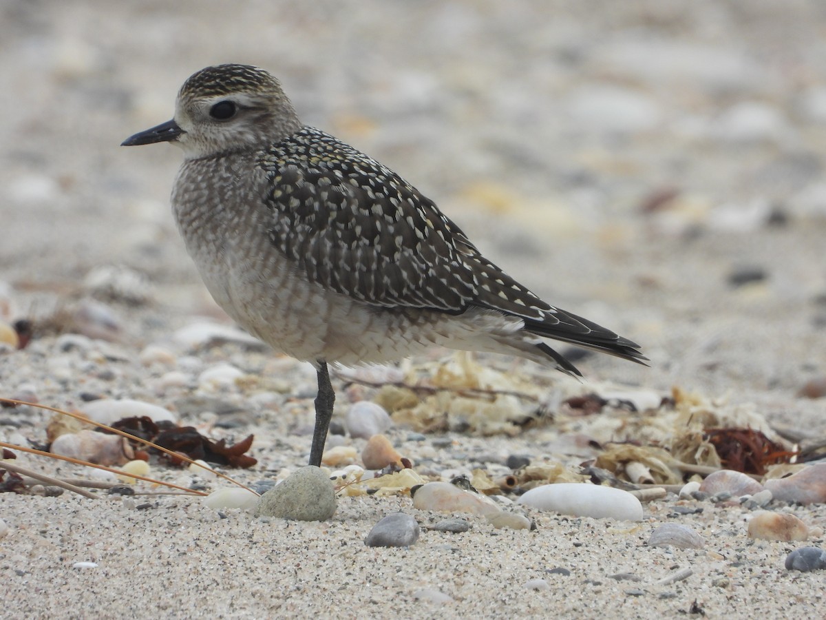 American Golden-Plover - ML642394207