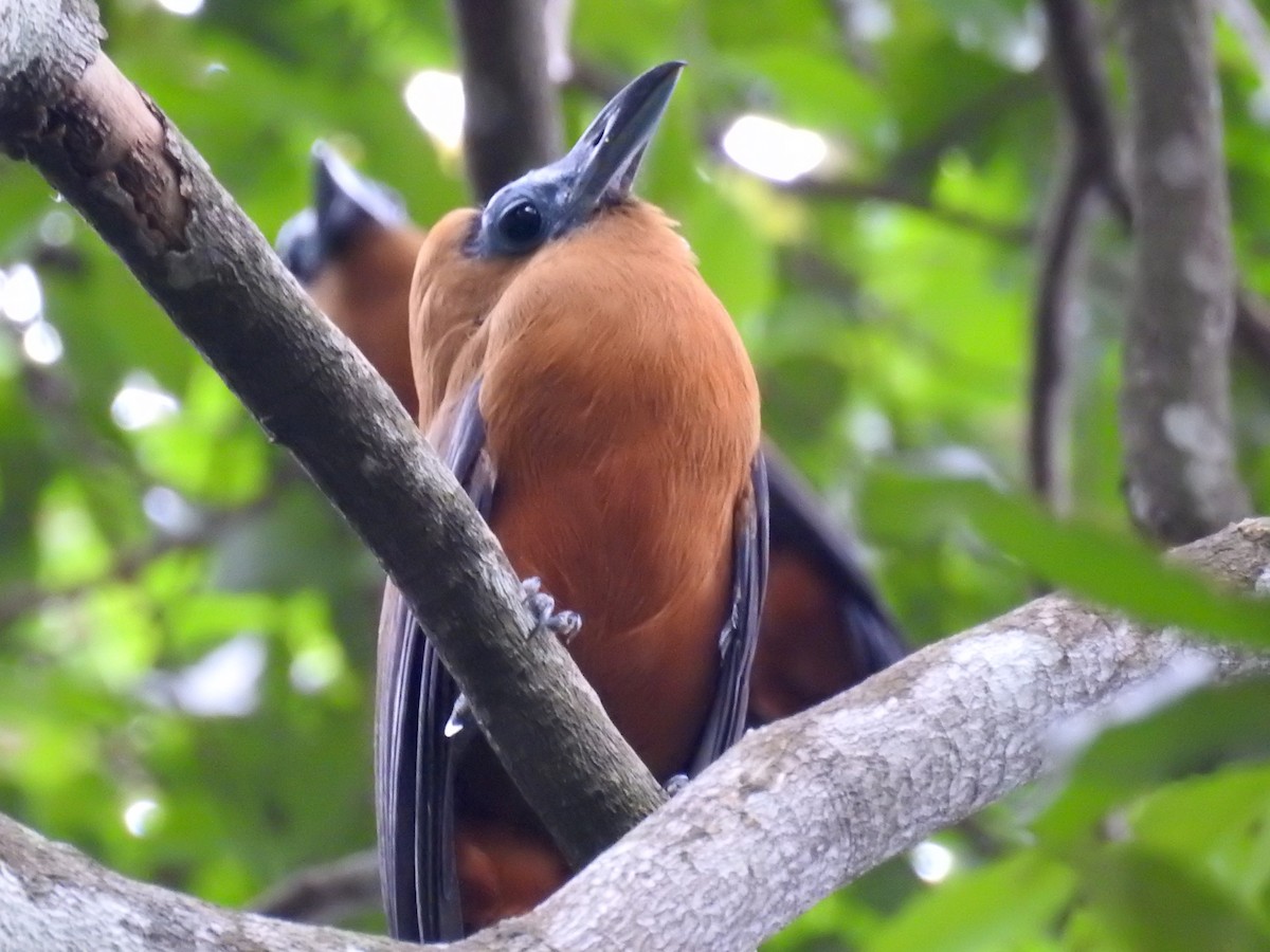 Capuchinbird - ML642394209