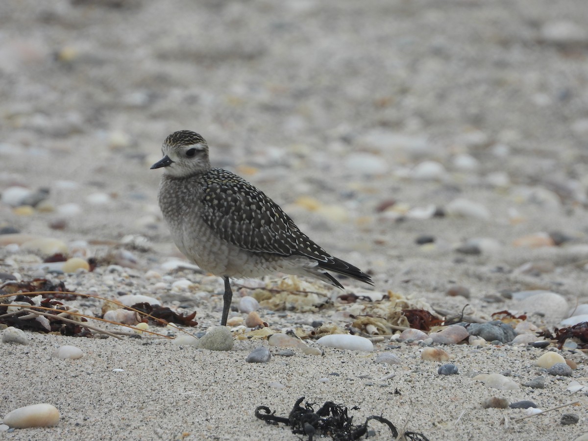 American Golden-Plover - ML642394211