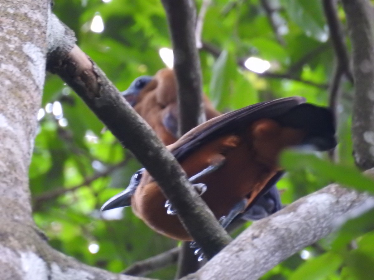 Capuchinbird - ML642394225