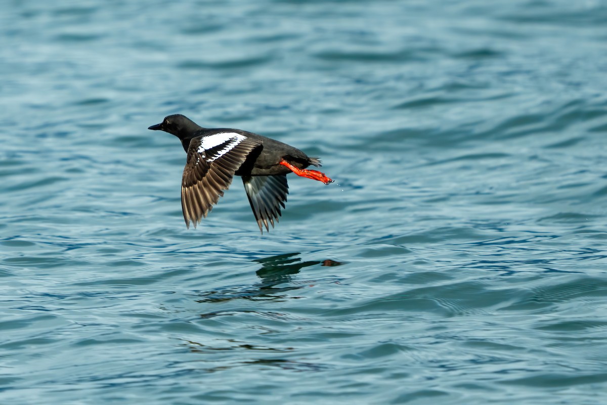 Guillemot colombin - ML642394229