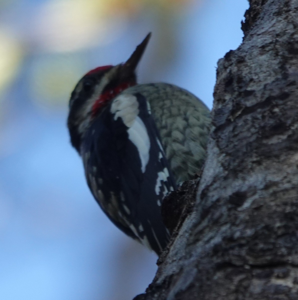 Red-naped Sapsucker - ML642394230