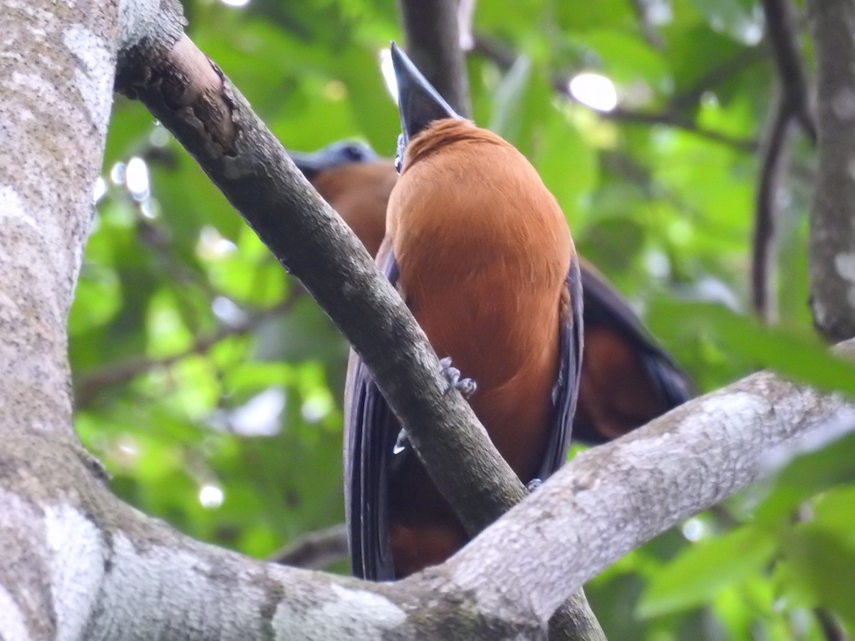 Capuchinbird - ML642394241