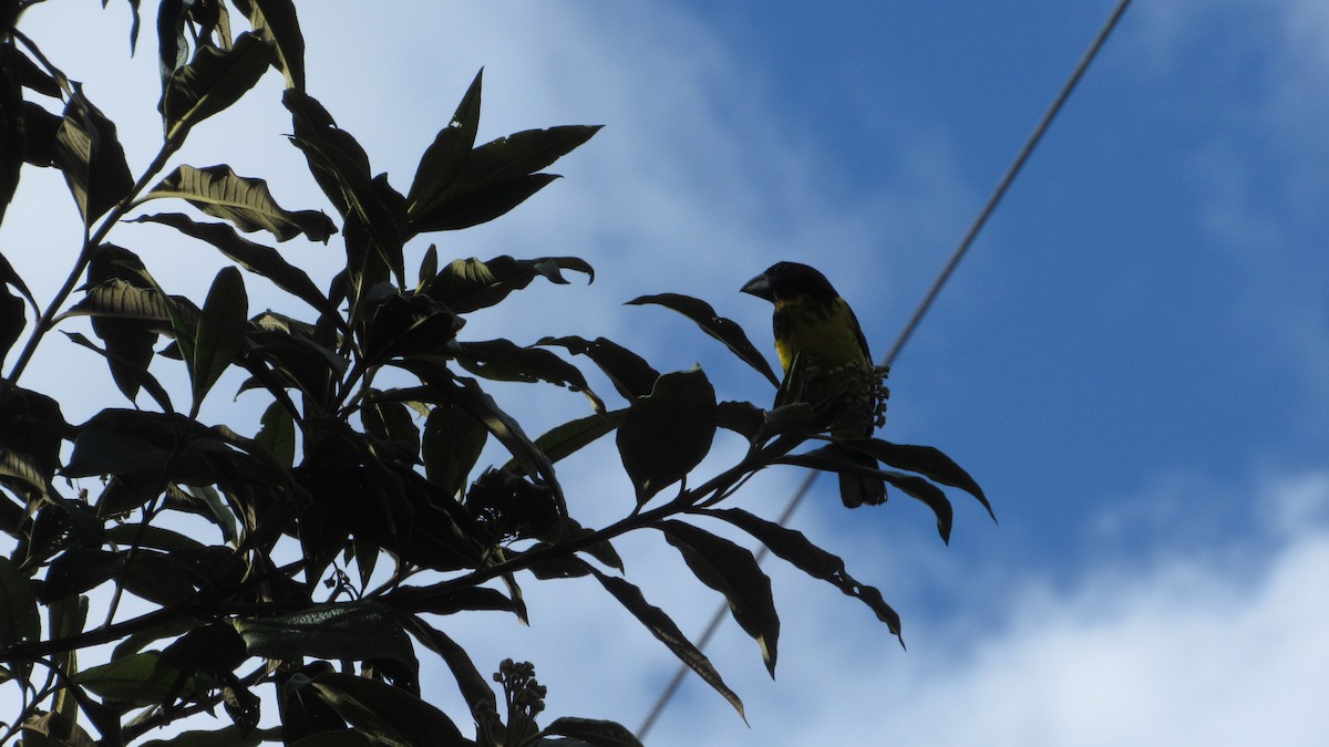Black-backed Grosbeak - ML642394295