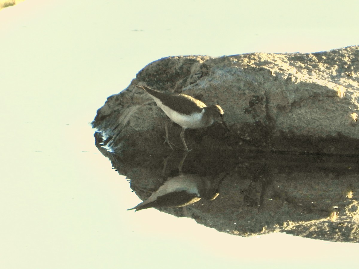 flekksnipe - ML642394337