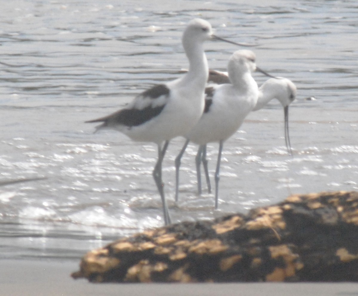 American Avocet - ML642394371