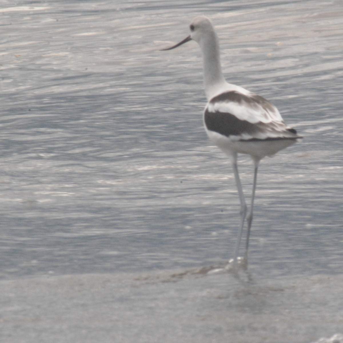 American Avocet - ML642394372