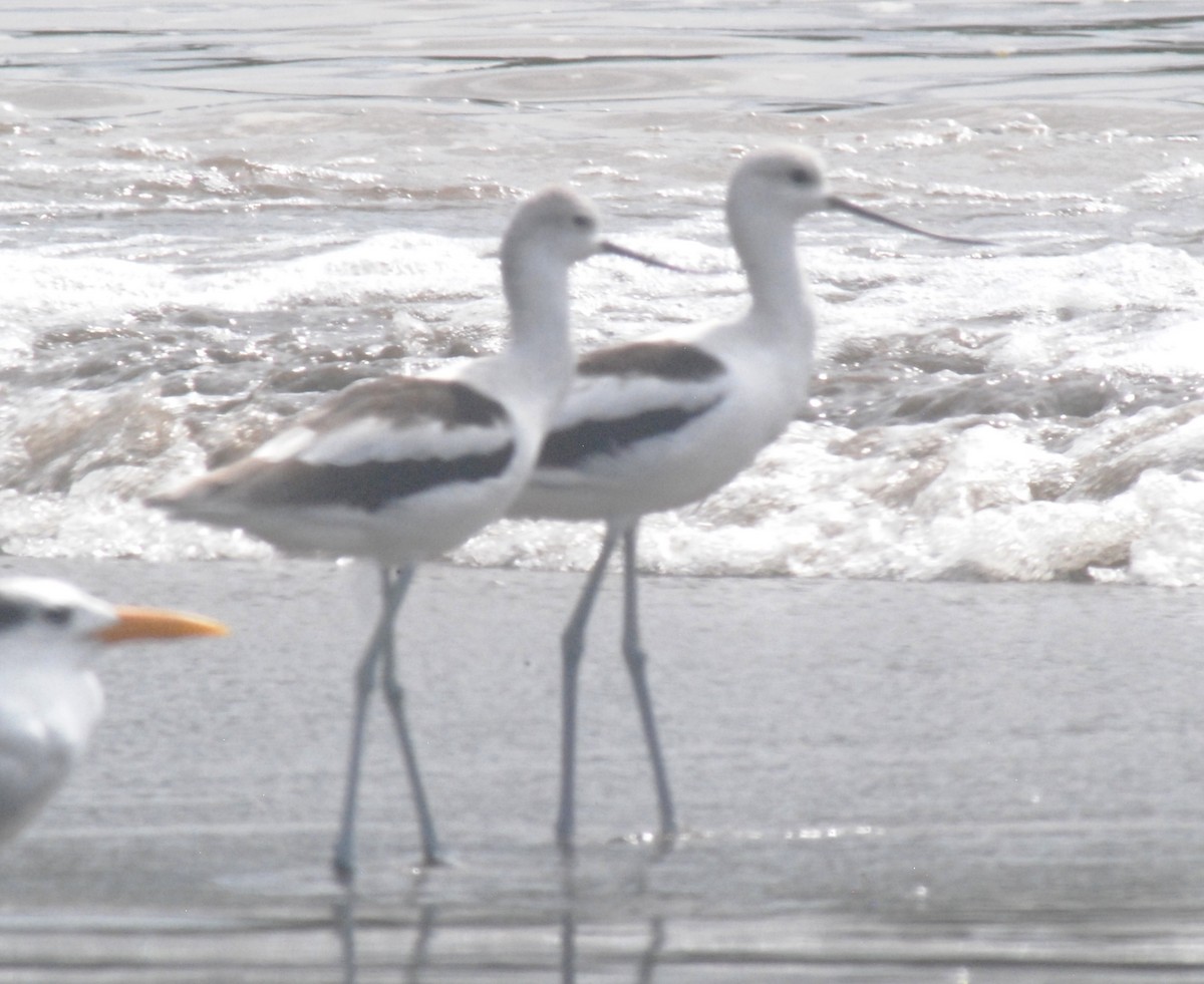 American Avocet - ML642394373