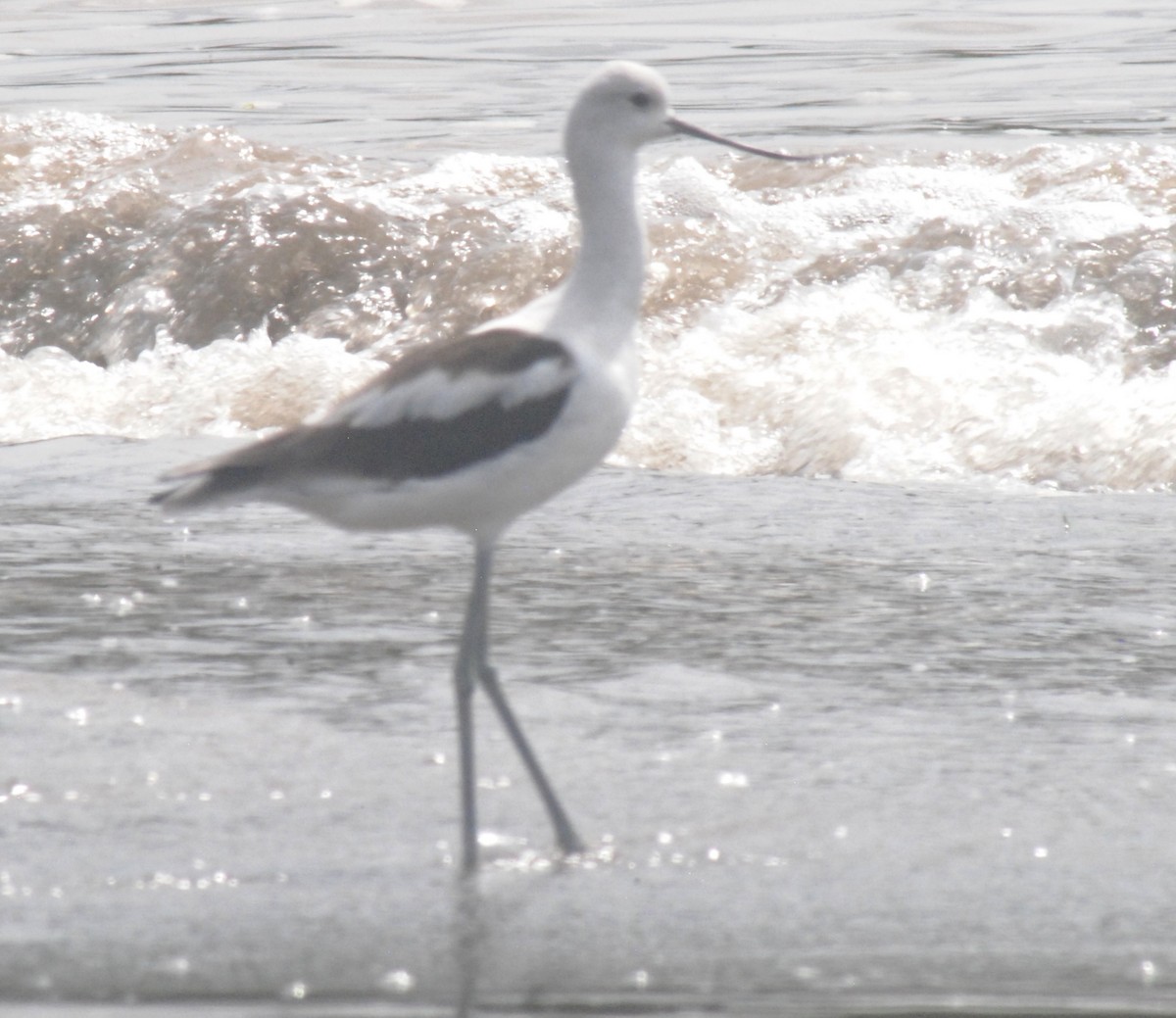 American Avocet - ML642394374