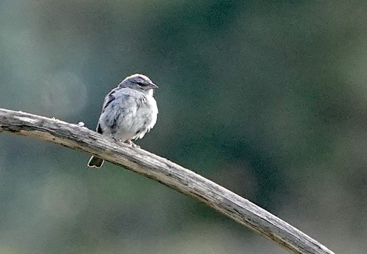 Ash-breasted Sierra Finch - ML642394377