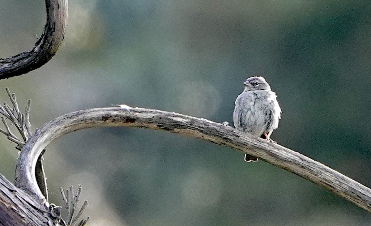 Ash-breasted Sierra Finch - ML642394378