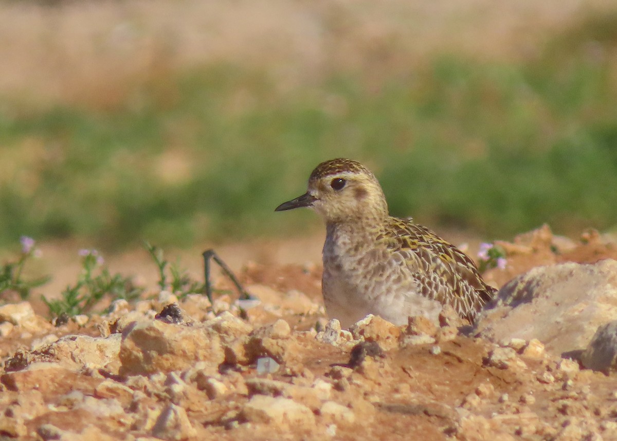Pacific Golden-Plover - ML642394381