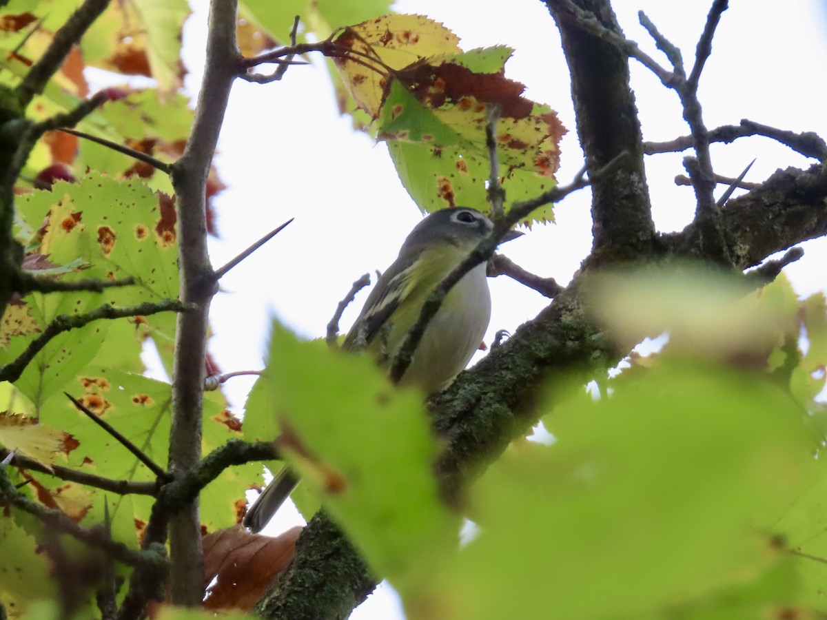 eremittvireo - ML642394382