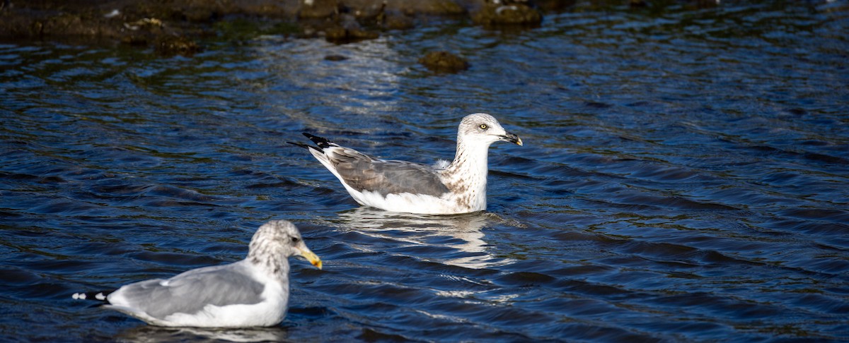 Lesser Black-backed Gull - ML642394402